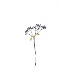 Blaubeerenzweig