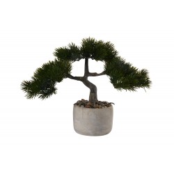 Bonsai Kiefer. pinus mugo