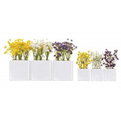 Schleierkraut blau  8x8x8 cm