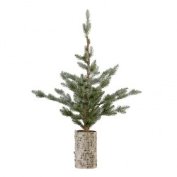 Pinea Kiefer 80 cm