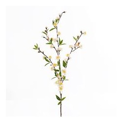 Kirschblüten Strauch