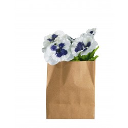 Stiefmütterchen in Papier